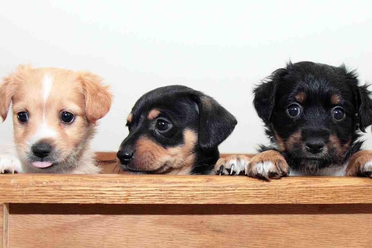 Cuccioli di cane