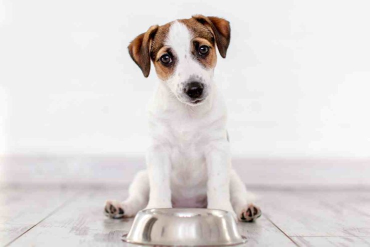 Cucciolo di cane