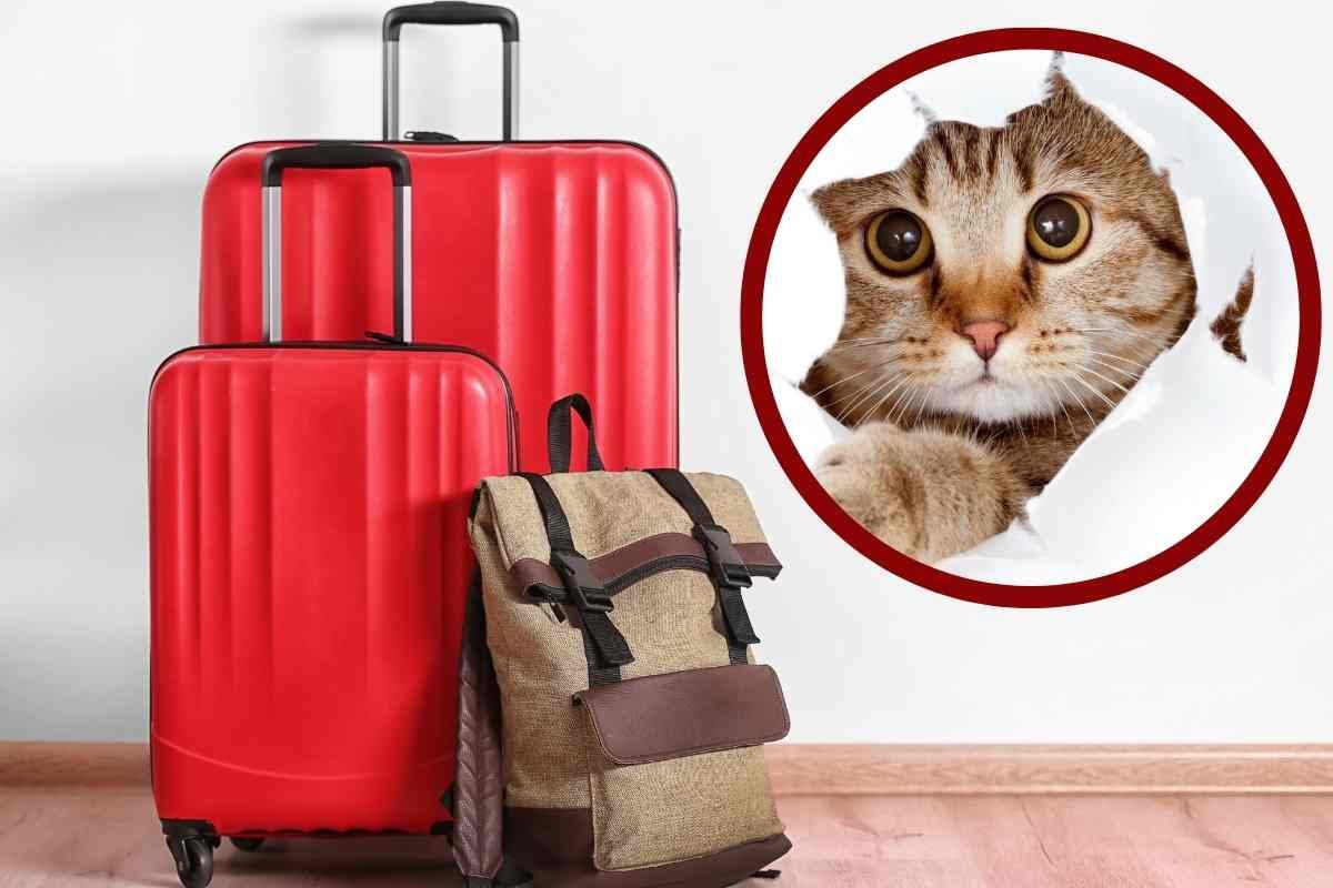 Valigie e gatto