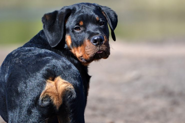 primo piano Rottweiler di schiena che si gira per guardare