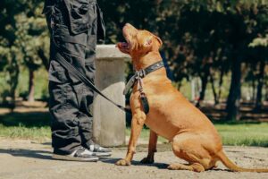 Pit bull insieme a un addestratore