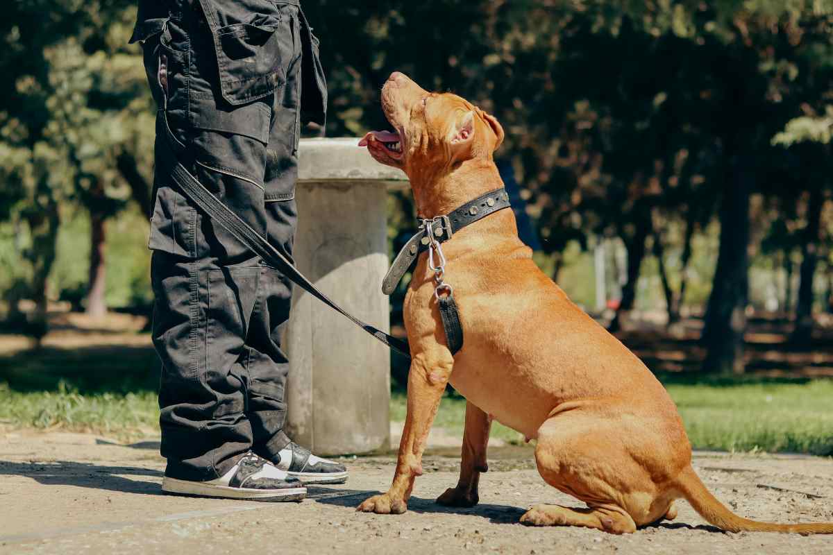 Pit bull insieme a un addestratore