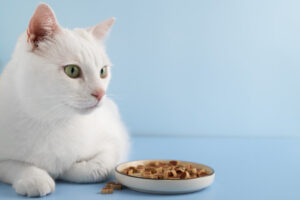 Gatto bianco davanti a un piattino di cibo