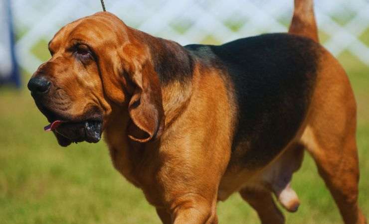 cane
