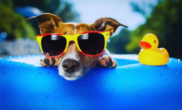 cane sul gommone con gli occhiali da sole