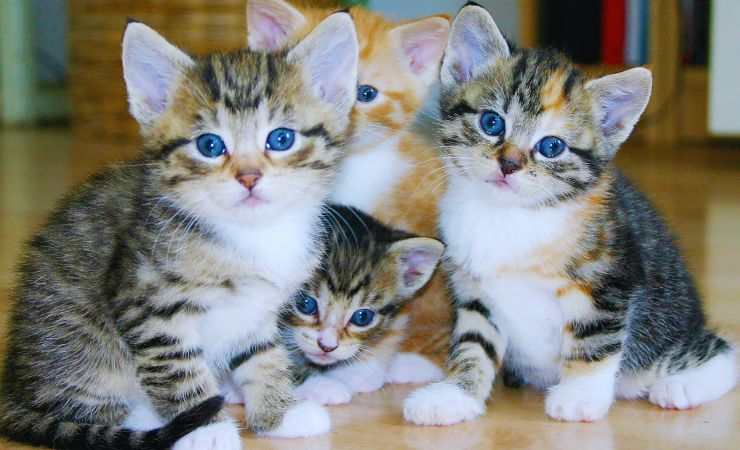 gattini