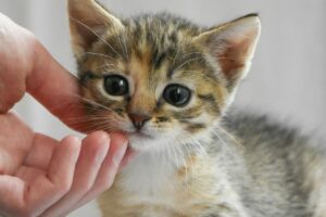 Mano che tocca un gattino sul musetto